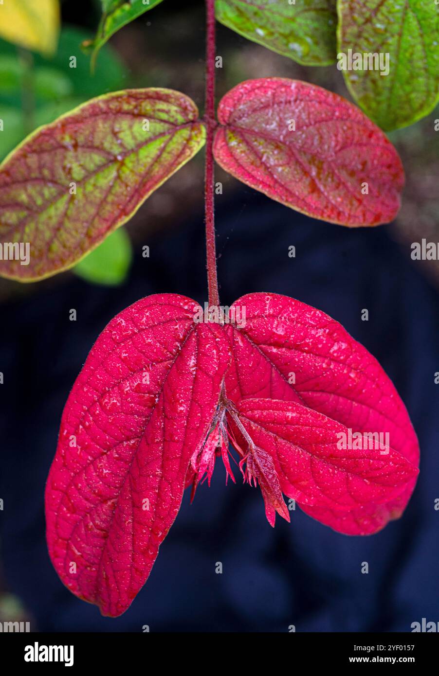 Ashanti Blood (Mussaenda erythrophylla) - Kampala Uganda Stockfoto