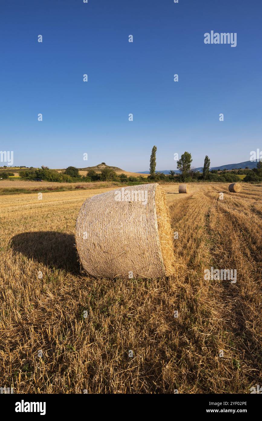 Heu-Kaution Ernte im goldenen Feld Landschaft Stockfoto