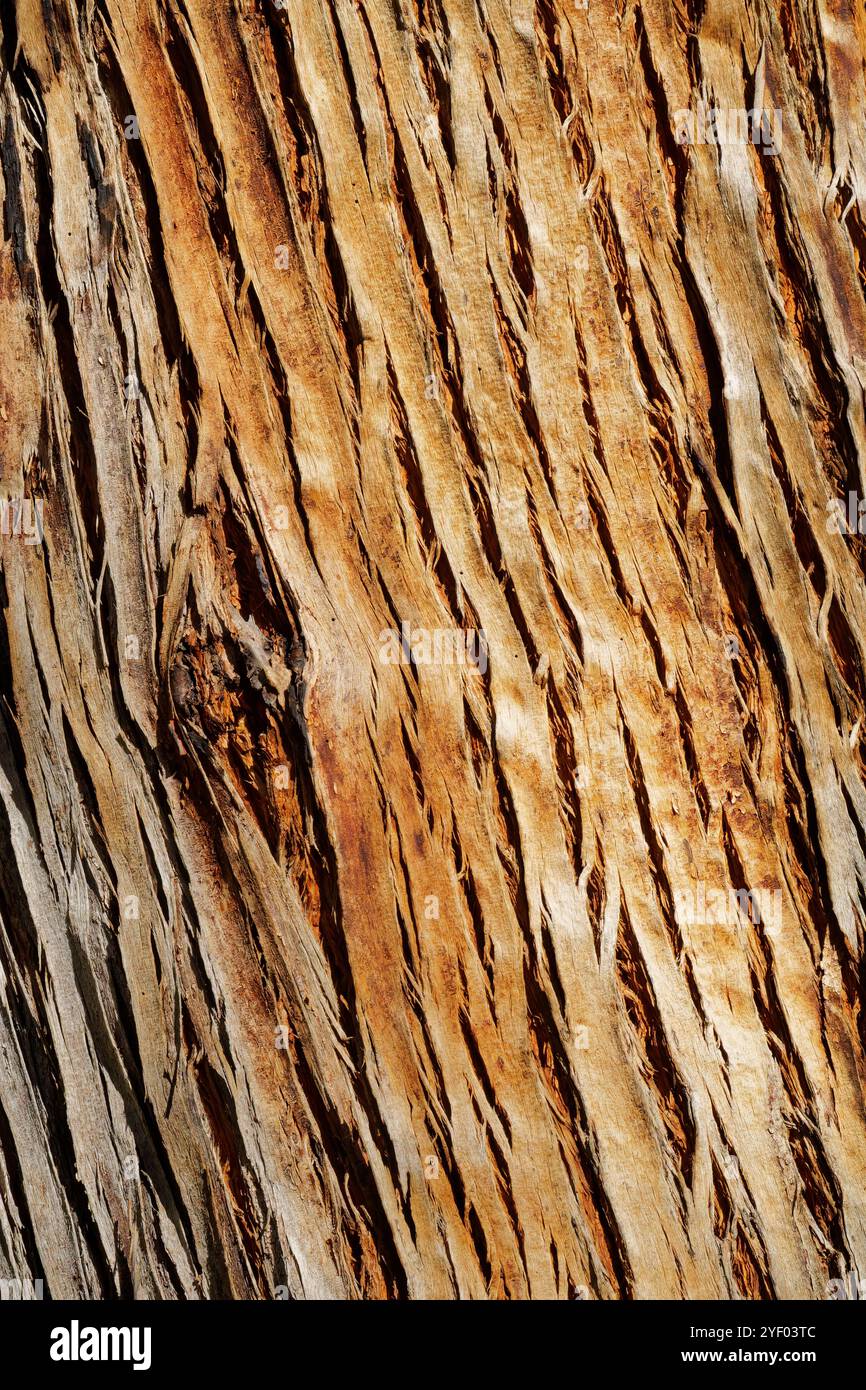 Australische Rindenstrukturen von Bäumen Stockfoto