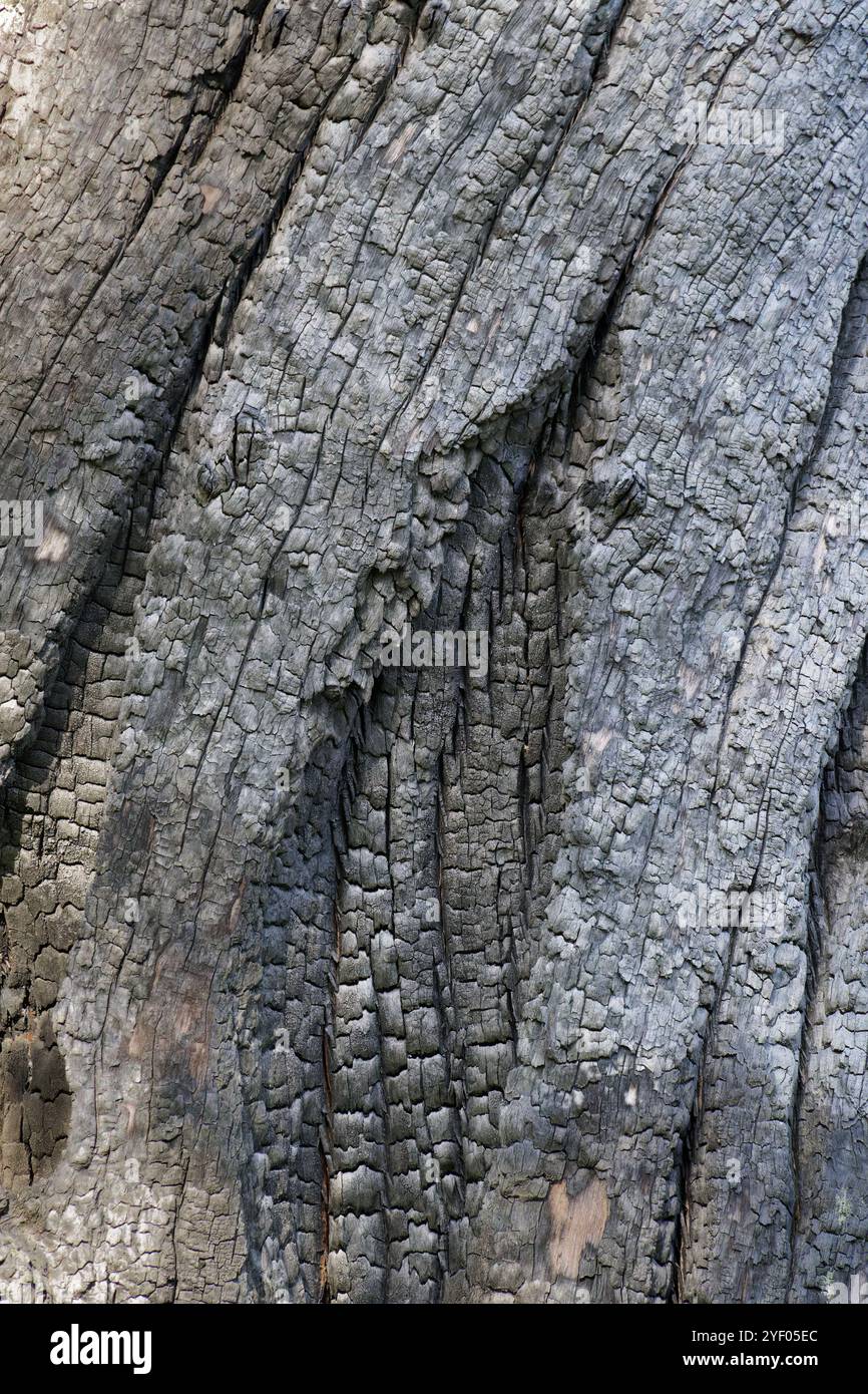 Australische Rindenstrukturen von Bäumen Stockfoto