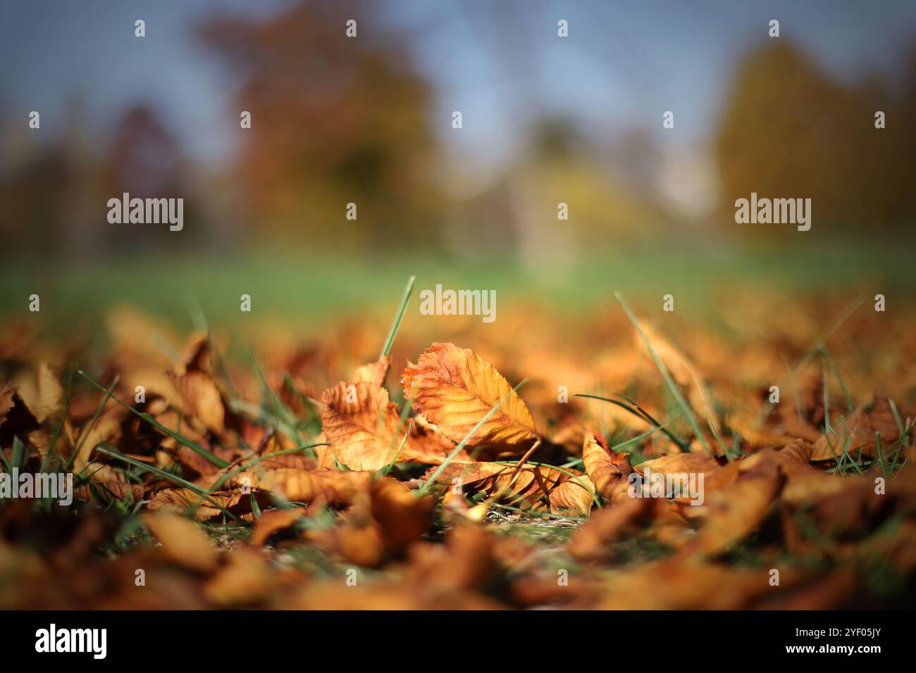 Herbstlaub auf dem Rasen Stockfoto