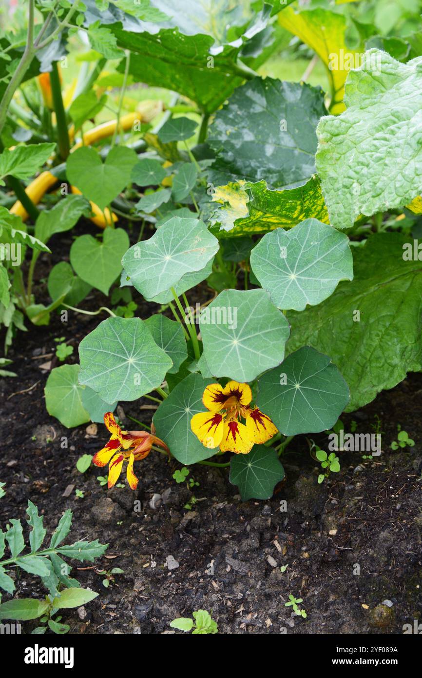 Orchideenflammennasturtium wächst als Begleitpflanzung mit Zucchini im Gemüsegarten Stockfoto