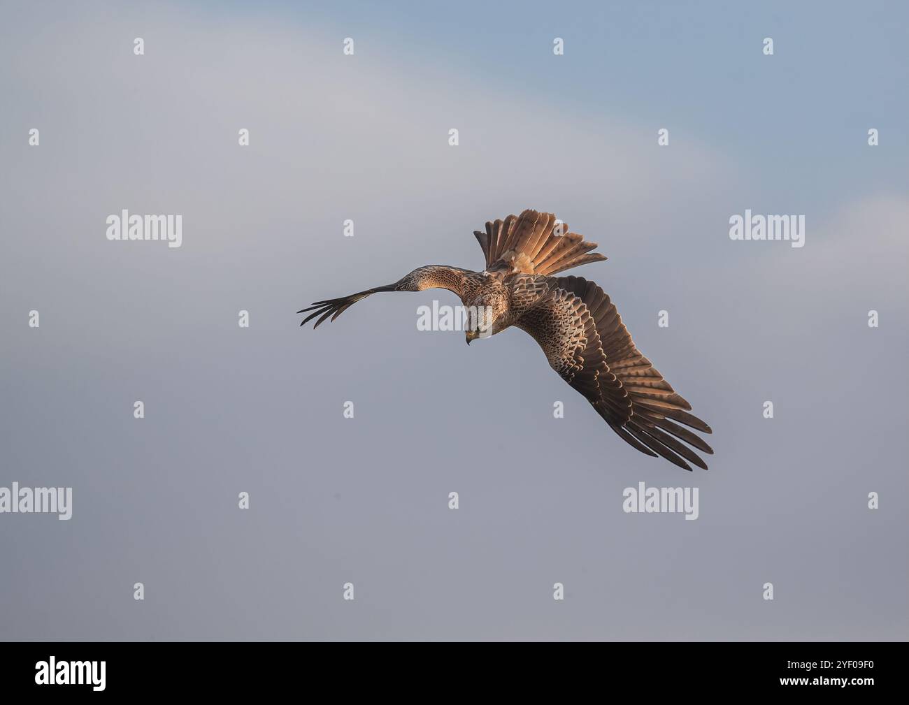 Nahaufnahme eines majestätischen Roten Drachen (Milvus milvus) im Flug gegen einen wunderschönen blauen Himmel, der in den Wolken mit ausgestreckten Flügeln schwingt. Suffolk, Großbritannien Stockfoto