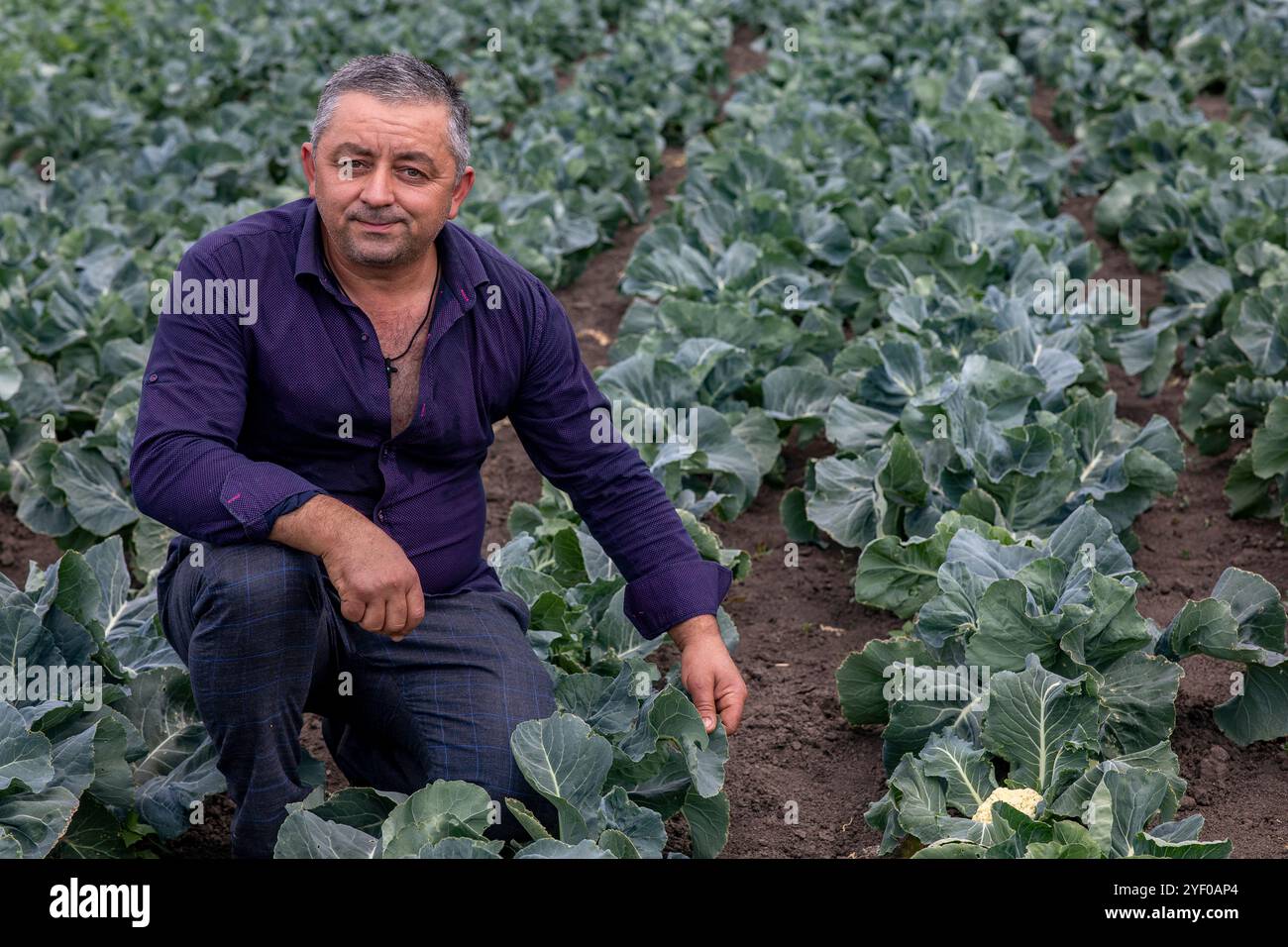 Rumänischer Gemüseerzeuger auf einem Kohl-Grundstück in der Provinz Timis, Rumänien. Stockfoto