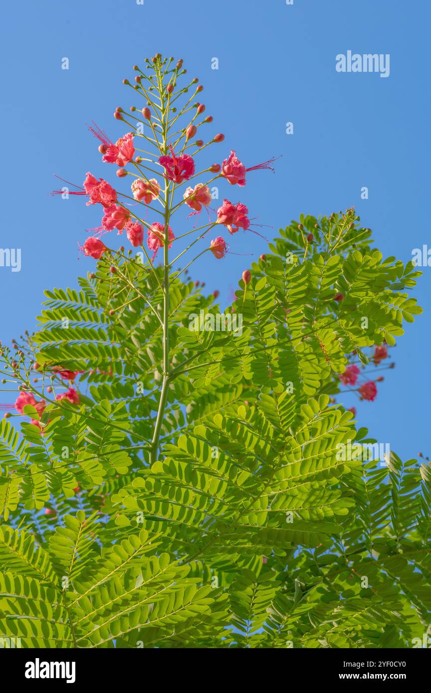 Eine blühende Stolz-Barbados-Pflanze, Caesalpinia pulcherrima, vor blauem Himmel. Stockfoto