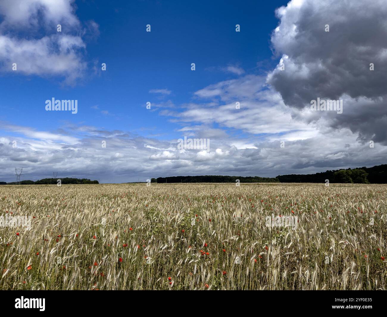 Weizenfeld mit Mohn in Eure, Frankreich. Stockfoto