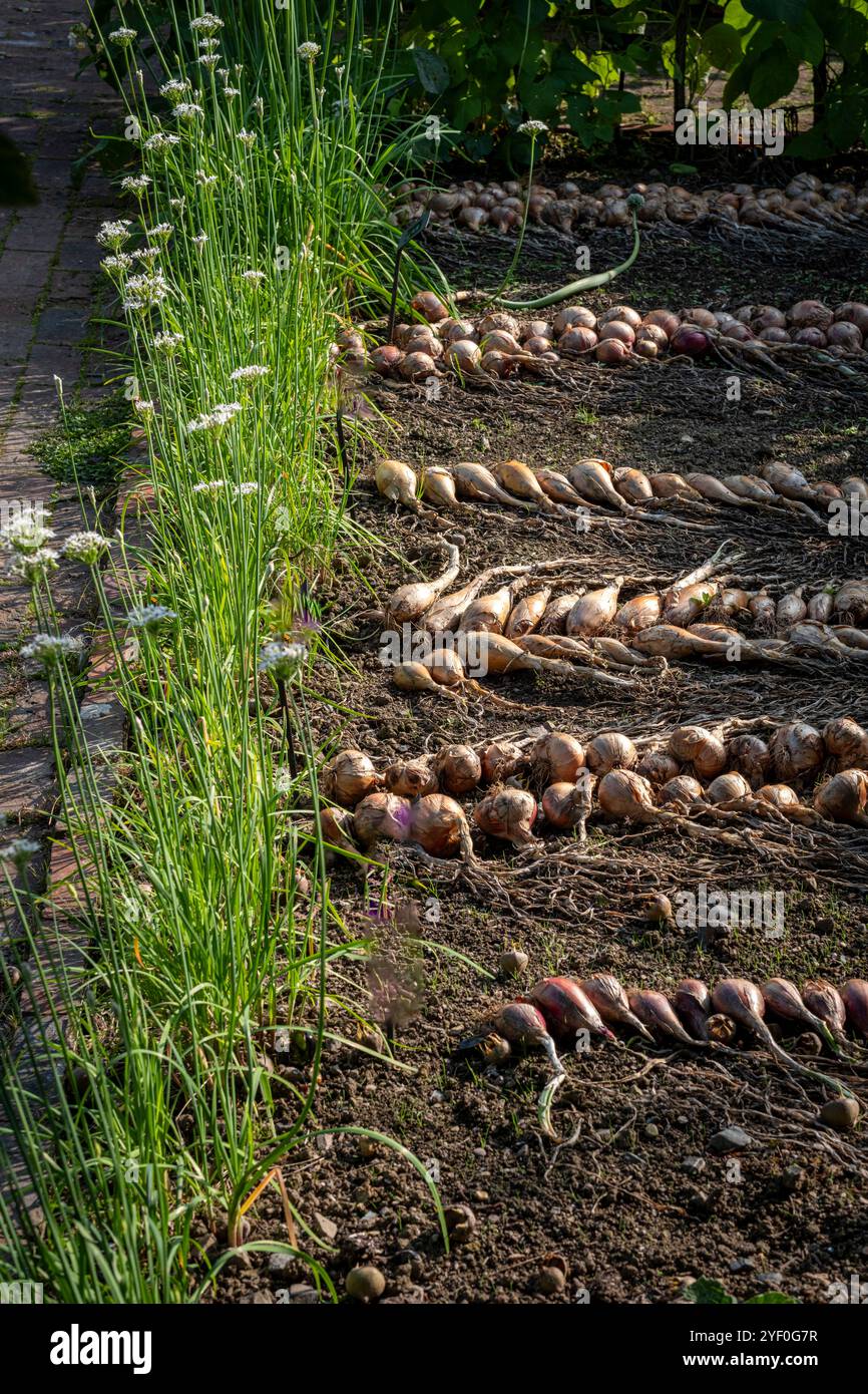 Zwiebeltrocknung auf dem Boden im Gemüsegarten Stockfoto