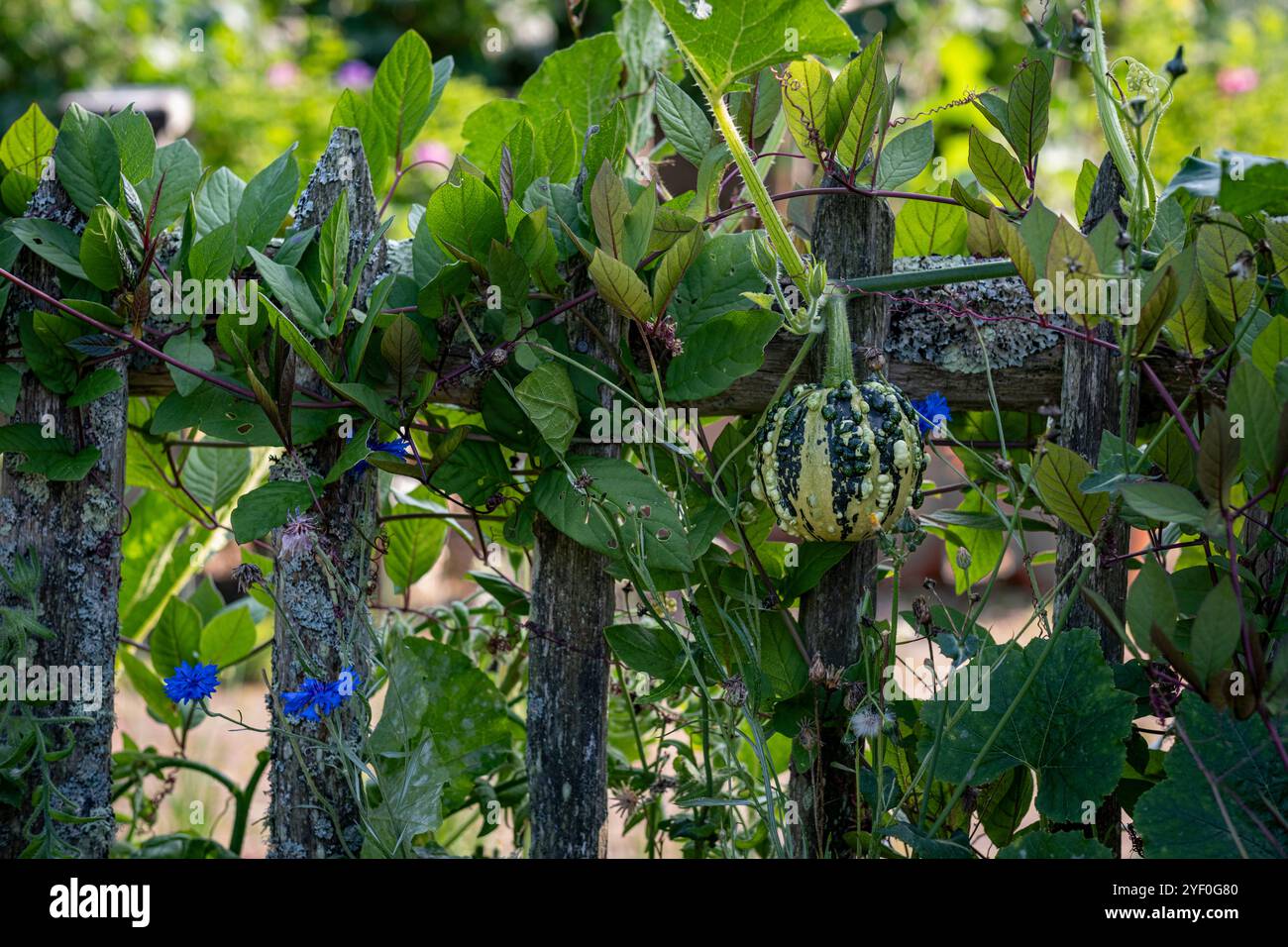 Kürbis wächst auf Kastanienzaun im Gemüsegarten Stockfoto