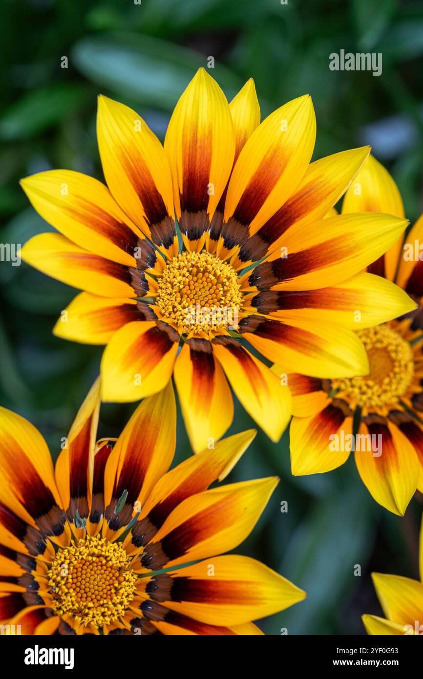 Gazania „Magie“ Stockfoto