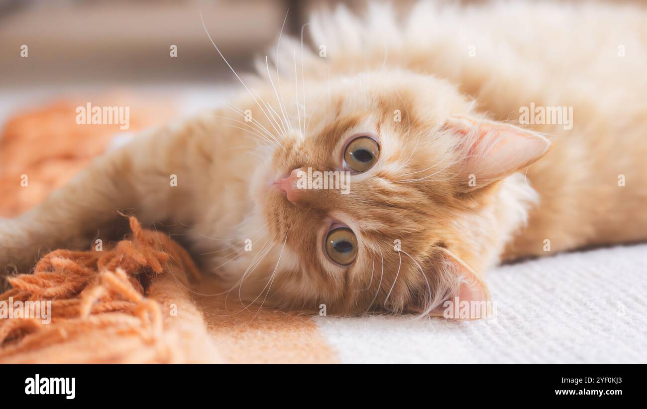 Eine flauschige Ingwerkatze entspannt sich auf einem warmen Teppich und blickt mit breiten, neugierigen Augen im weichen Innenlicht auf. Stockfoto