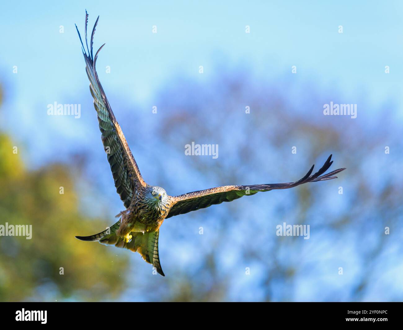 Red Drache, Milvus milvus, Vogel im Flug Stockfoto