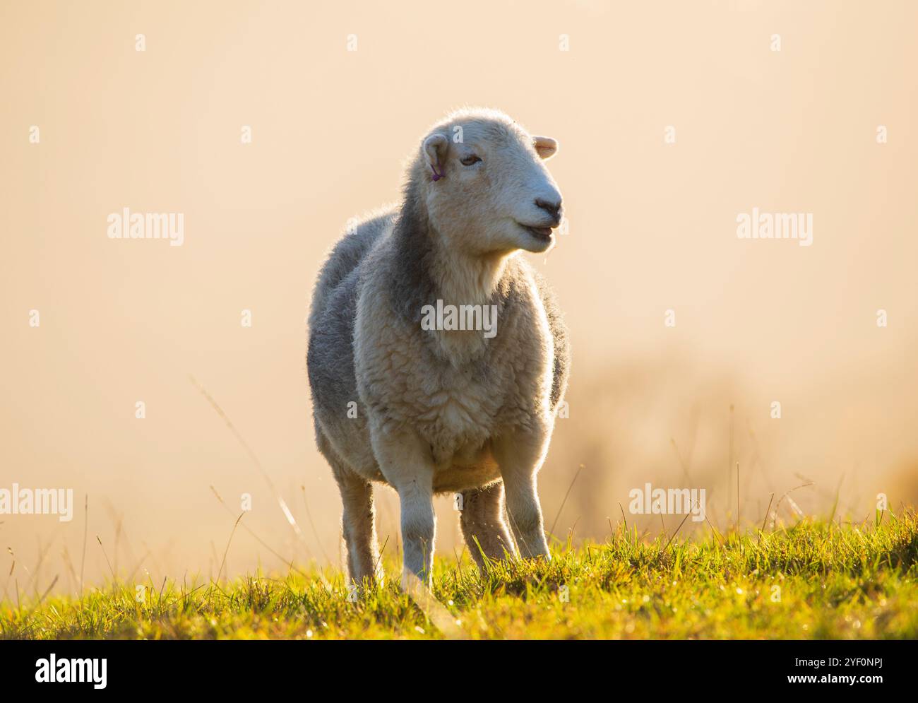Kerdwick Sheep Lake District Stockfoto