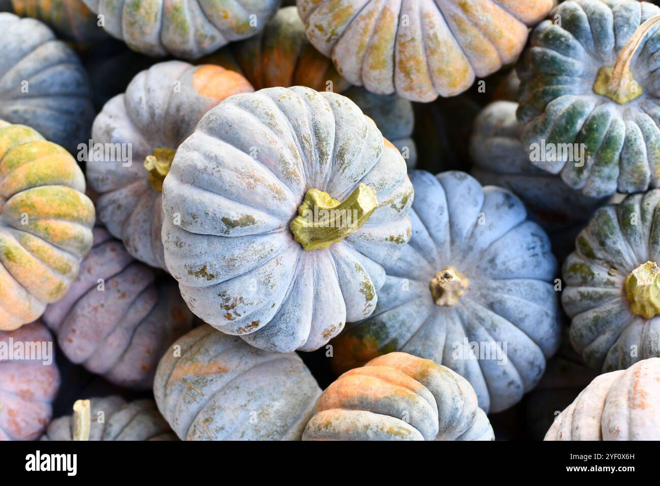 Blick von oben auf die pastellfarbenen Muskatkürbisse „Cucurbita moschata Hayato“ Stockfoto