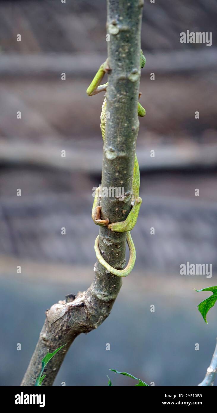 Buntes Chamäleon auf sansibar in afrika Stockfoto