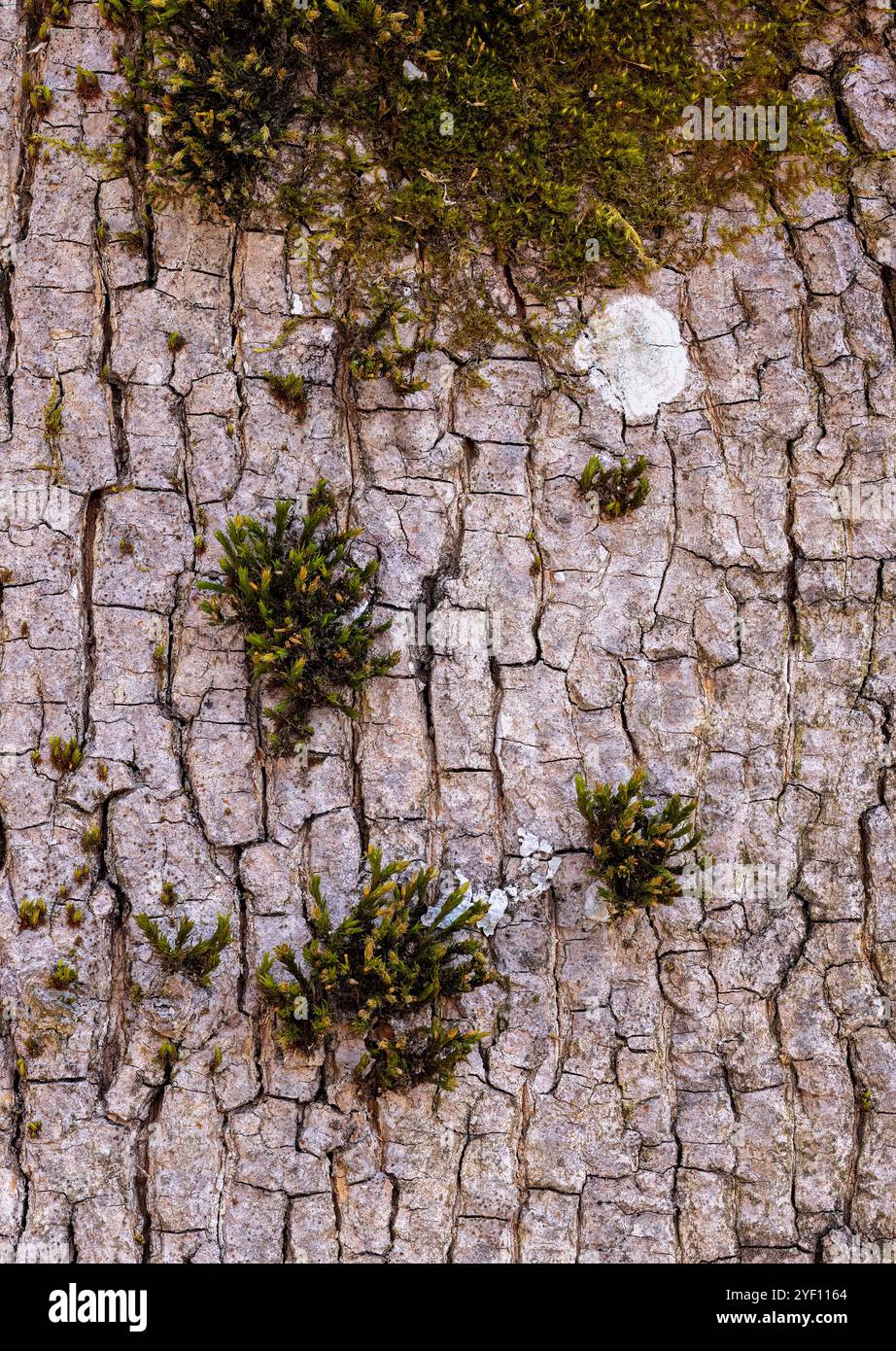 Schneebedecktes Borstenmoos Stockfoto