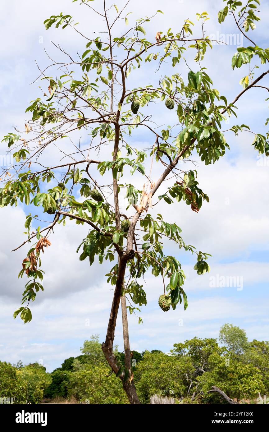 Soursop (Annona muricata) ist ein immergrüner Baum mit essbaren Früchten. Ist im tropischen Amerika beheimatet und in anderen tropischen Regionen eingeführt. Dieses Foto Stockfoto