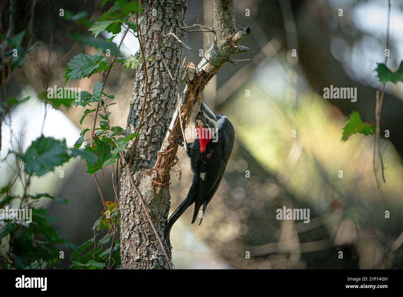 Pileated Woodspecht sucht nach einer Mahlzeit in einem Baum Stockfoto