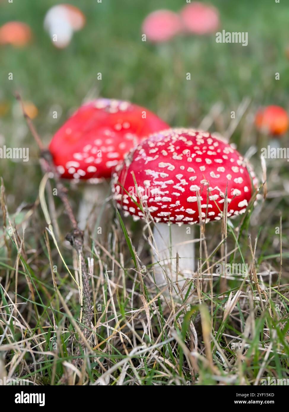 Amanita muscaria, Fliegenpilz im Gras Stockfoto