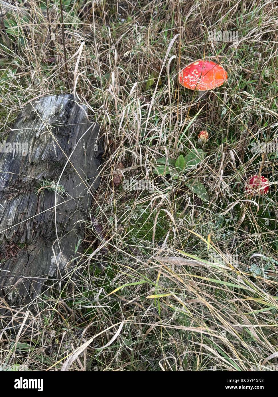 Toadstools in einer kleinen Lichtung im Wald von ruhigem Schöneck im Vogtland in Sachsen Stockfoto