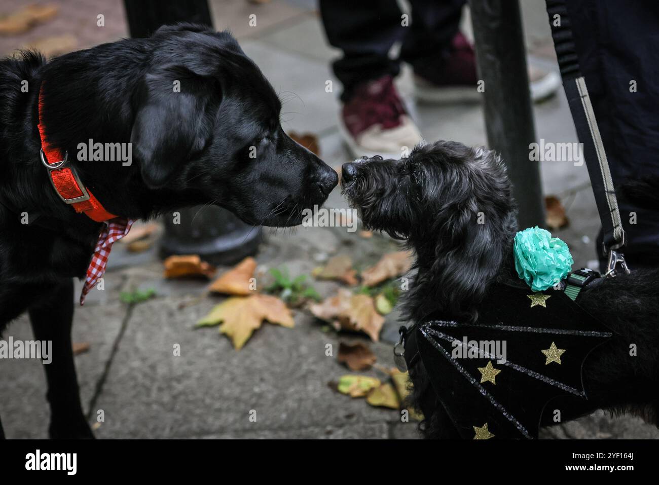 London, Großbritannien. November 2024. Viele der Hunde sind auch in Outfits. Die Teilnehmer, viele in lebendigen Gesichtsbemalungen und Kostümen, versammeln sich in der Columbia Road. Der jährliche Tag der Toten und die Parade auf und um die Columbia Road in grüßt den mexikanischen Tag der Toten, ein freudiger Anlass trotz seines Namens, der das Vergehen geliebter Menschen ehrt. Die Teilnehmer kommen in farbenfrohen Kostümen auf. Quelle: Imageplotter/Alamy Live News Stockfoto