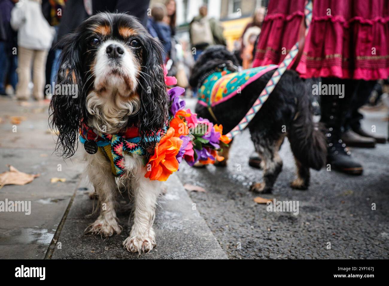 London, Großbritannien. November 2024. Viele der Hunde tragen auch Kostüme. Die Teilnehmer, viele in lebendigen Gesichtsbemalungen und Kostümen, versammeln sich in der Columbia Road. Der jährliche Tag der Toten und die Parade auf und um die Columbia Road in grüßt den mexikanischen Tag der Toten, ein freudiger Anlass trotz seines Namens, der das Vergehen geliebter Menschen ehrt. Die Teilnehmer kommen in farbenfrohen Kostümen auf. Quelle: Imageplotter/Alamy Live News Stockfoto