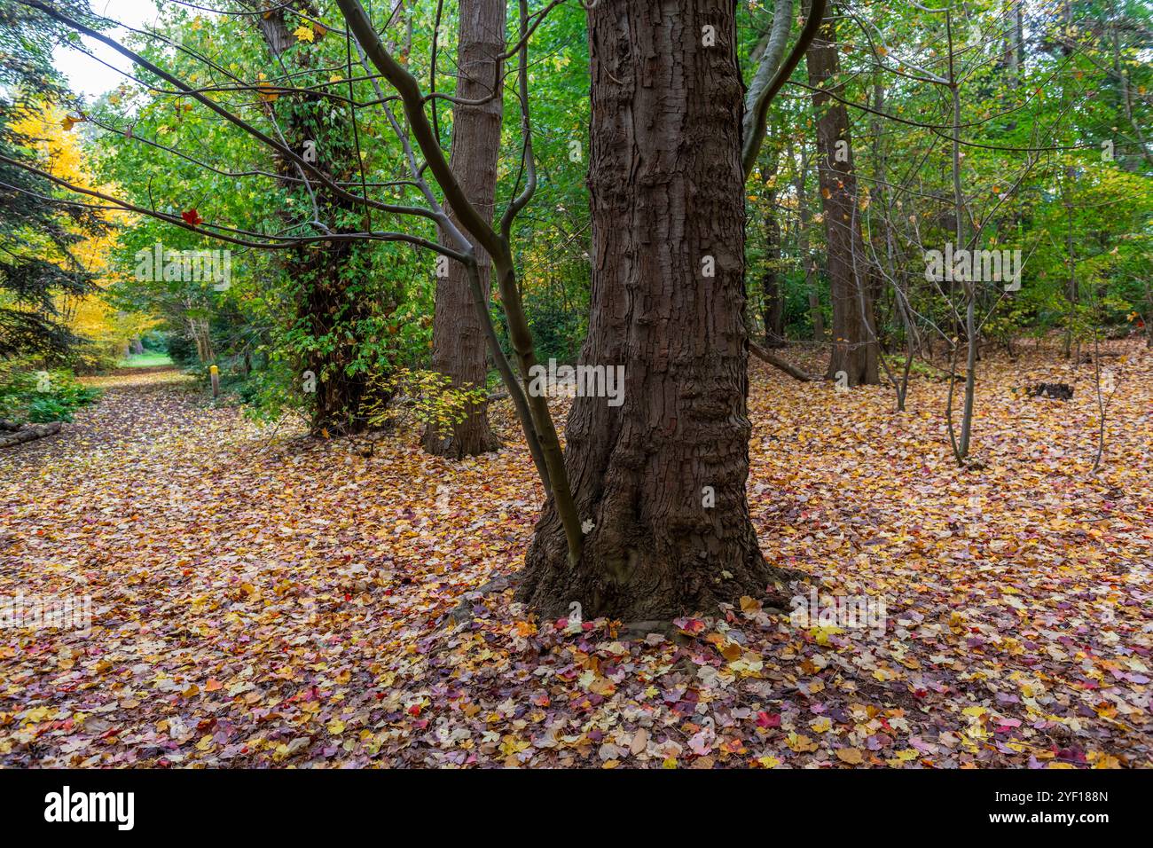 Herbstbaum im Koekelare Forest, Brügge, Belgien. Stockfoto