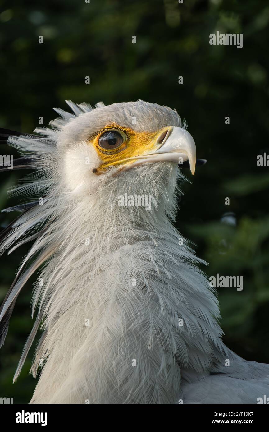 Porträt eines Sagittarius Botenvogels, auch bekannt als Schlange, Nahprofil Stockfoto