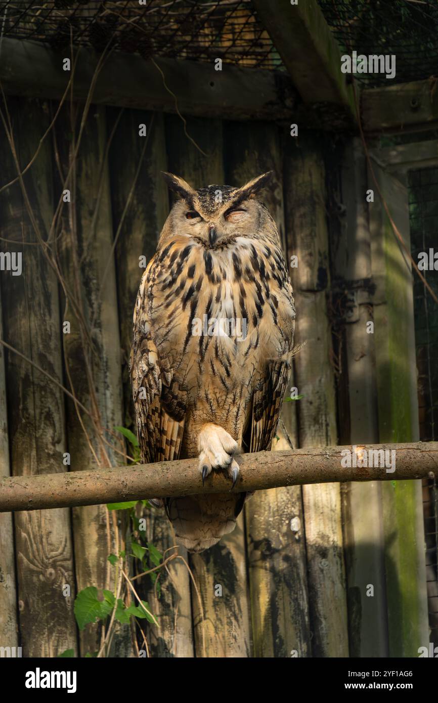 Ein gelbbrauner Eule strix Aluco schläft gut. Wildtierkonzept. Stockfoto