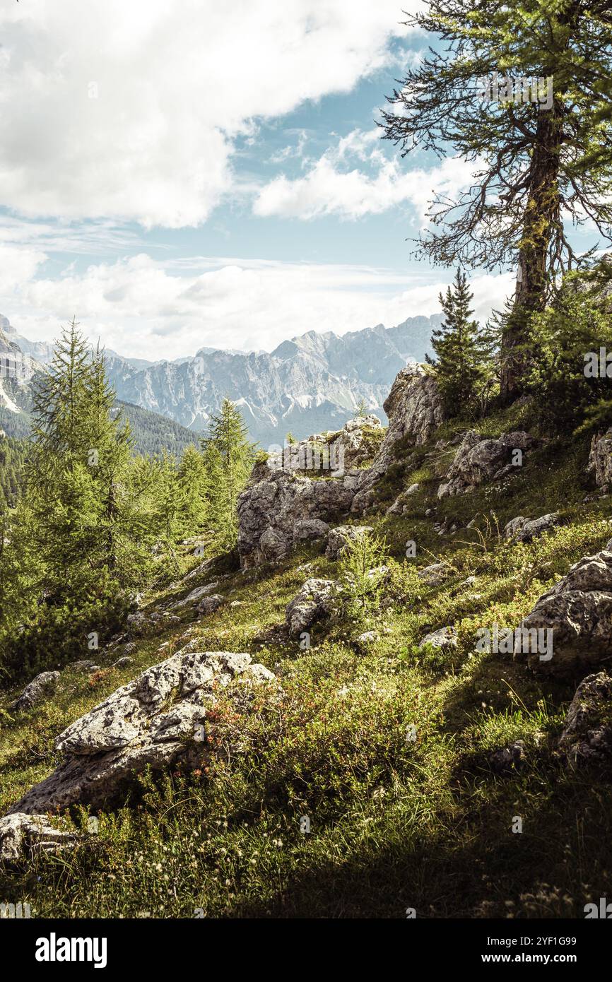 Eine weitläufige Berglandschaft mit einer Vielzahl von Bäumen, zerklüfteten Felsen und majestätischen Bergen, die im Hintergrund sichtbar sind Stockfoto