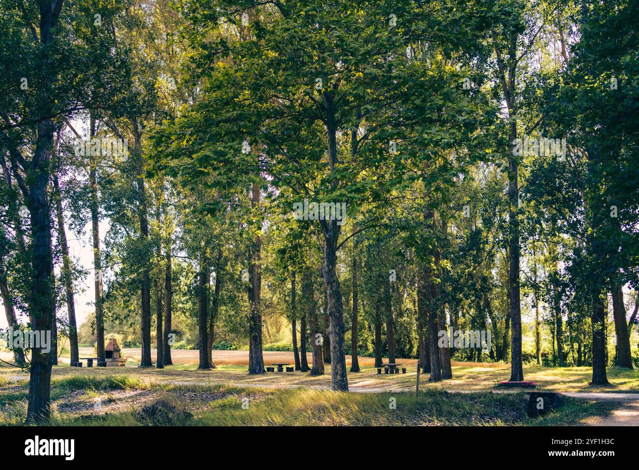 Eine ruhige Parkszene mit hohen Bäumen und üppig grünem Laub. Das Sonnenlicht filtert durch die Blätter und erzeugt einen flauschigen Effekt auf dem Boden. In Stockfoto