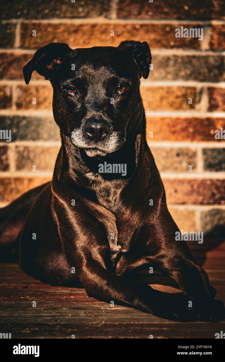 Älterer Hund gemischter Rasse posiert an Deck vor einer Ziegelmauer Stockfoto