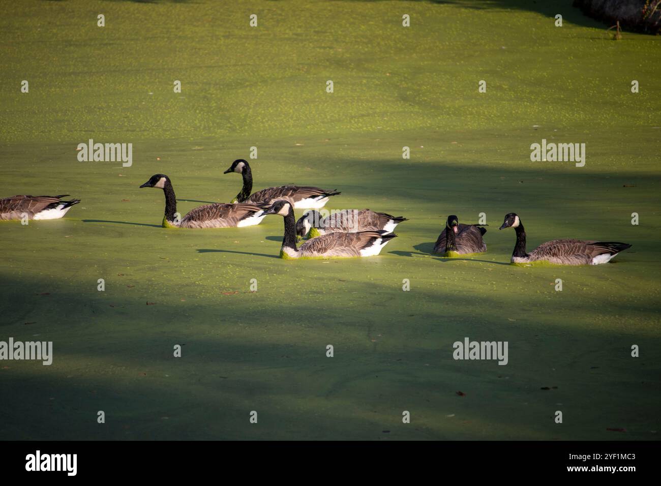 Ein Knall Kanadiengänse auf einem Algenteich Stockfoto