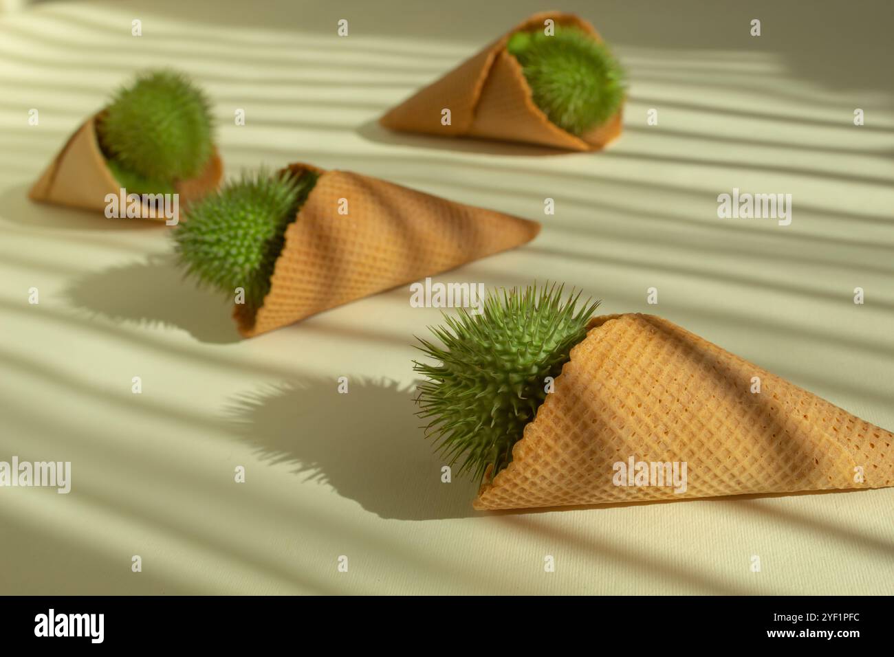 Datura-Früchte in einem Eiskegel bei Sonnenlicht. Minimalistisch flach gelegen Stockfoto