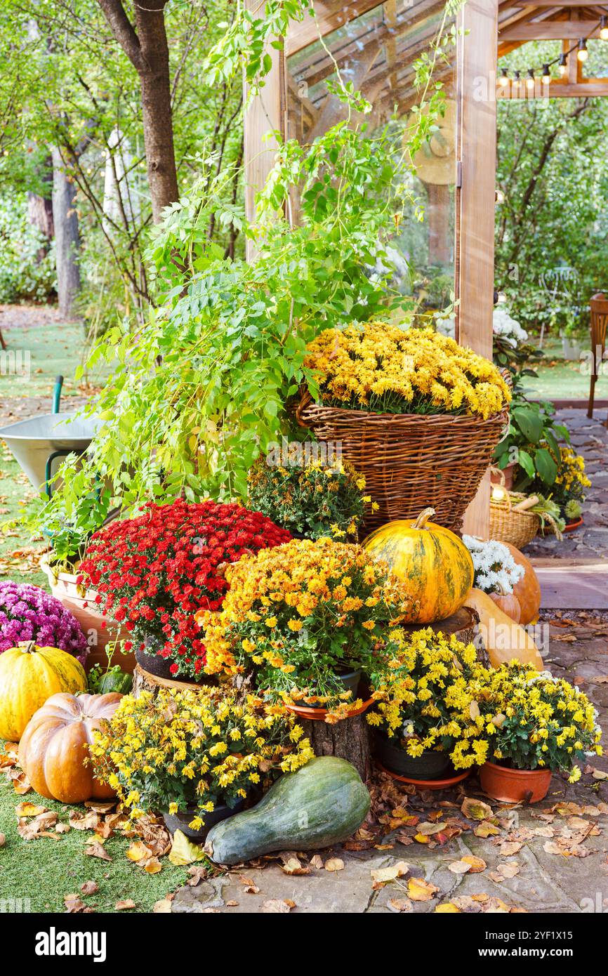 Gelb, rosa und rot blühende Chrysanthemen Blumen und große orange Kürbisse schaffen eine bezaubernde Herbstatmosphäre draußen im Garten mit Herbstlaub. Stockfoto