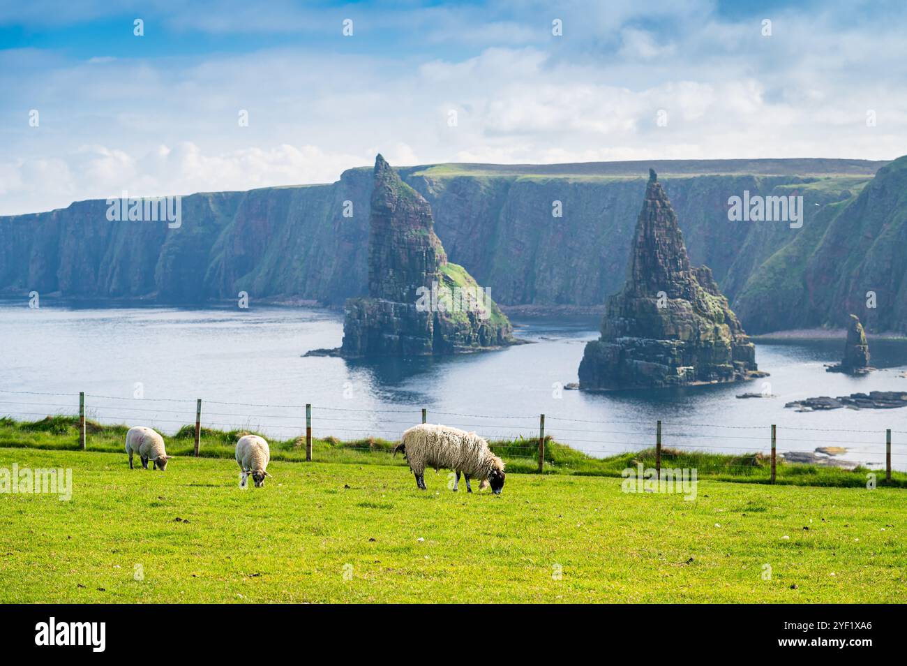 Schafe grasen auf Gras in Duncansby Head, Schottland Stockfoto