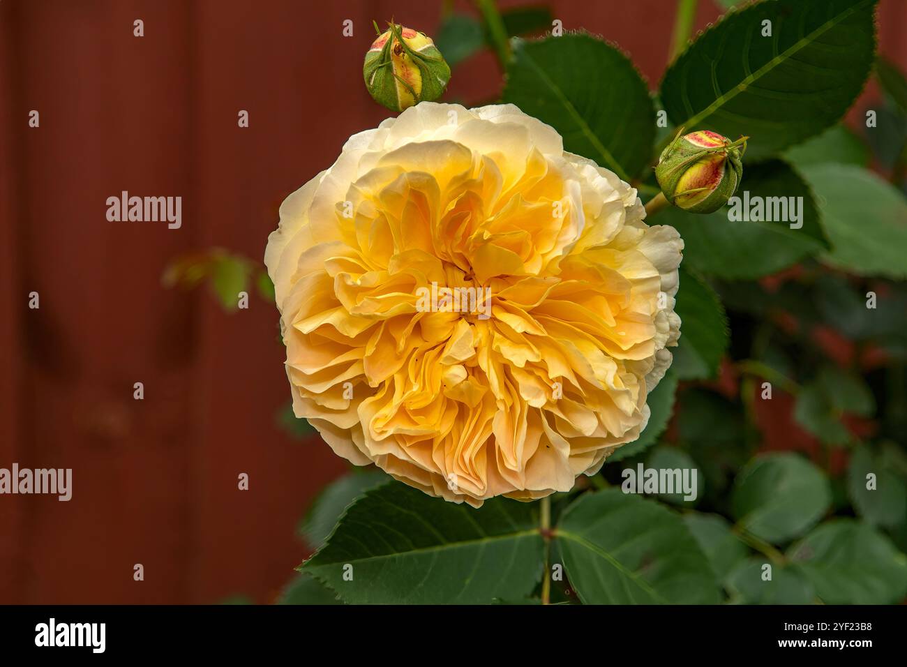 Rosa David Austin Molineux Stockfoto