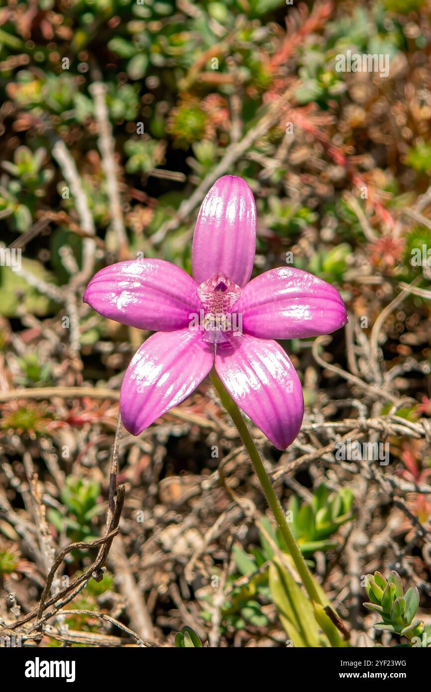 Elythranthera emarginata, Rosa Emaille Orchid Stockfoto