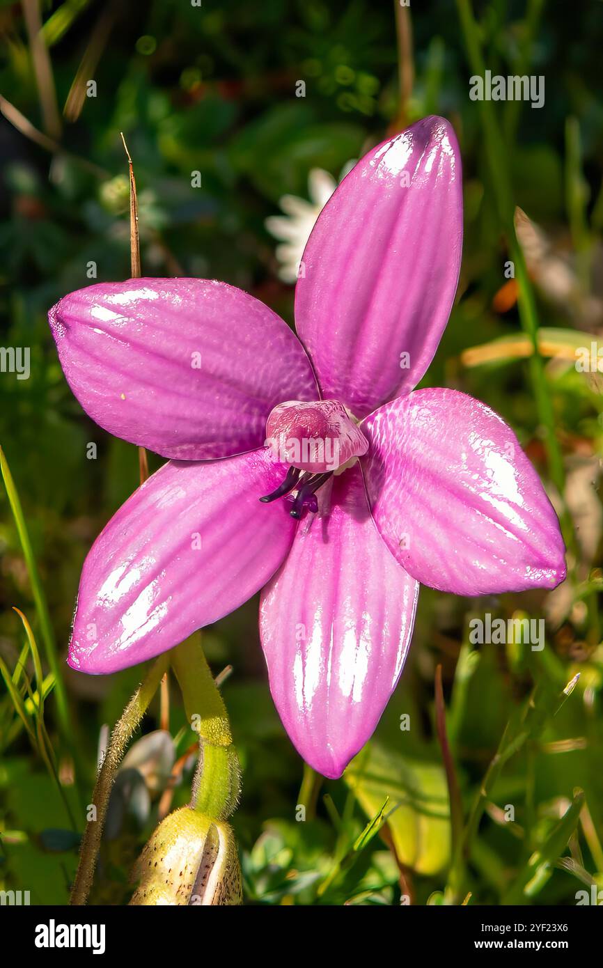 Elythranthera emarginata, Rosa Emaille Orchid Stockfoto