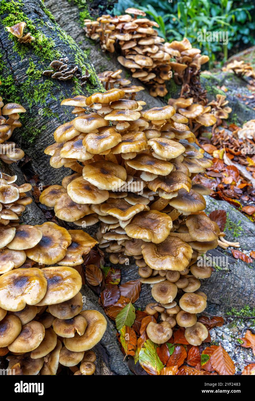 Große Anzahl von Klammerpilzen, die auf Baumstämmen in Cornwall, Großbritannien, wachsen Stockfoto