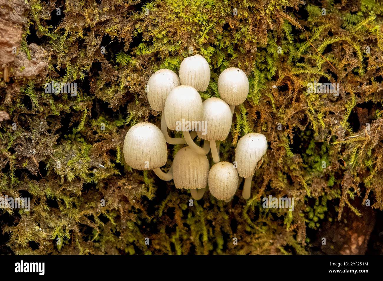 Coprinellus disseminatus, Feenmütze Pilz Stockfoto