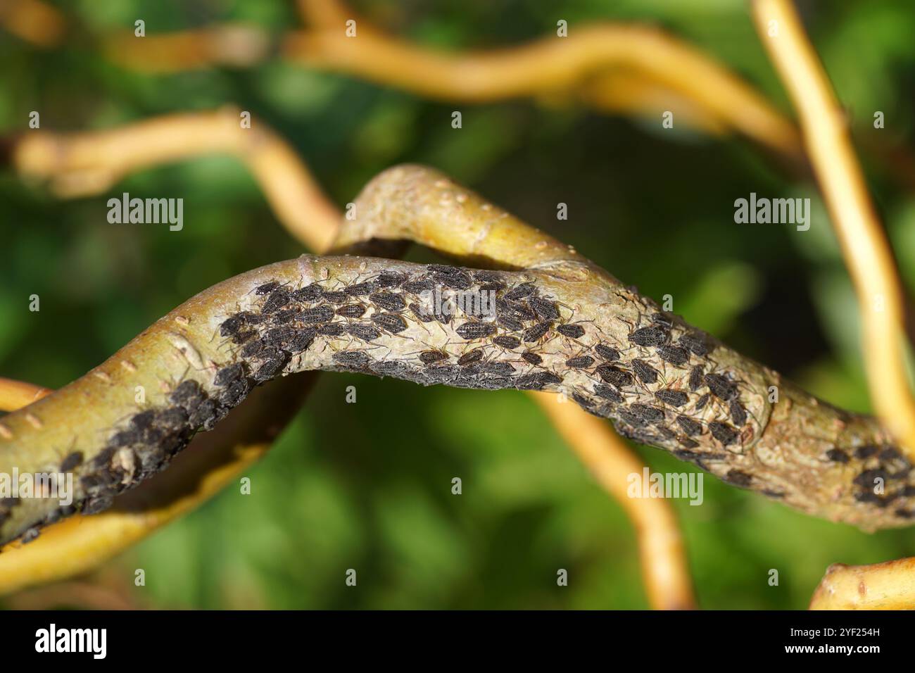 Nahblattläuse Pterocomma rufipes der Familie Blattläuse (Aphididae) Zur Korkenzieherweide (Salix matsudana 'tortuosa'). Herbst, Oktober, Niederlande Stockfoto
