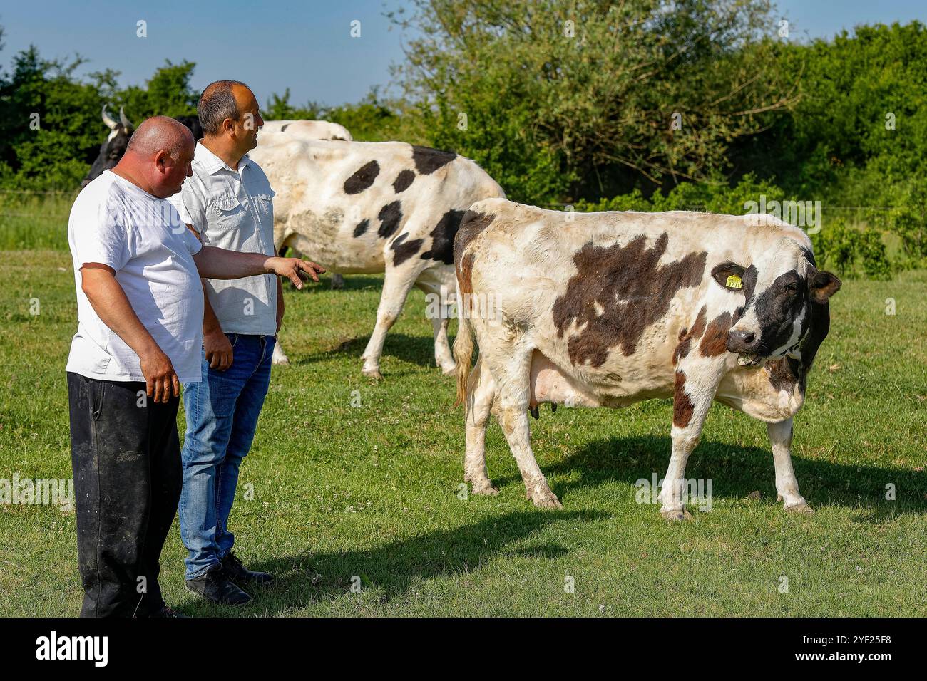 Milchbauern im Gespräch mit einem Mitarbeiter eines Mikrofinanzinstituts in der Provinz Timis, Rumänien Kuhbovine 016758 135 Stockfoto