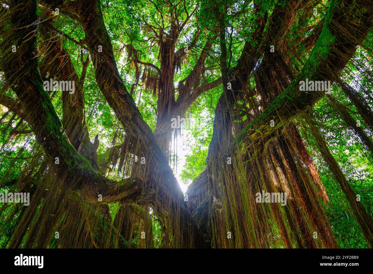 Der Terra Nostra Park ist ein botanischer Garten in Furnas in der Gemeinde Povoação auf der portugiesischen Azoren Insel São Miguel. Stockfoto