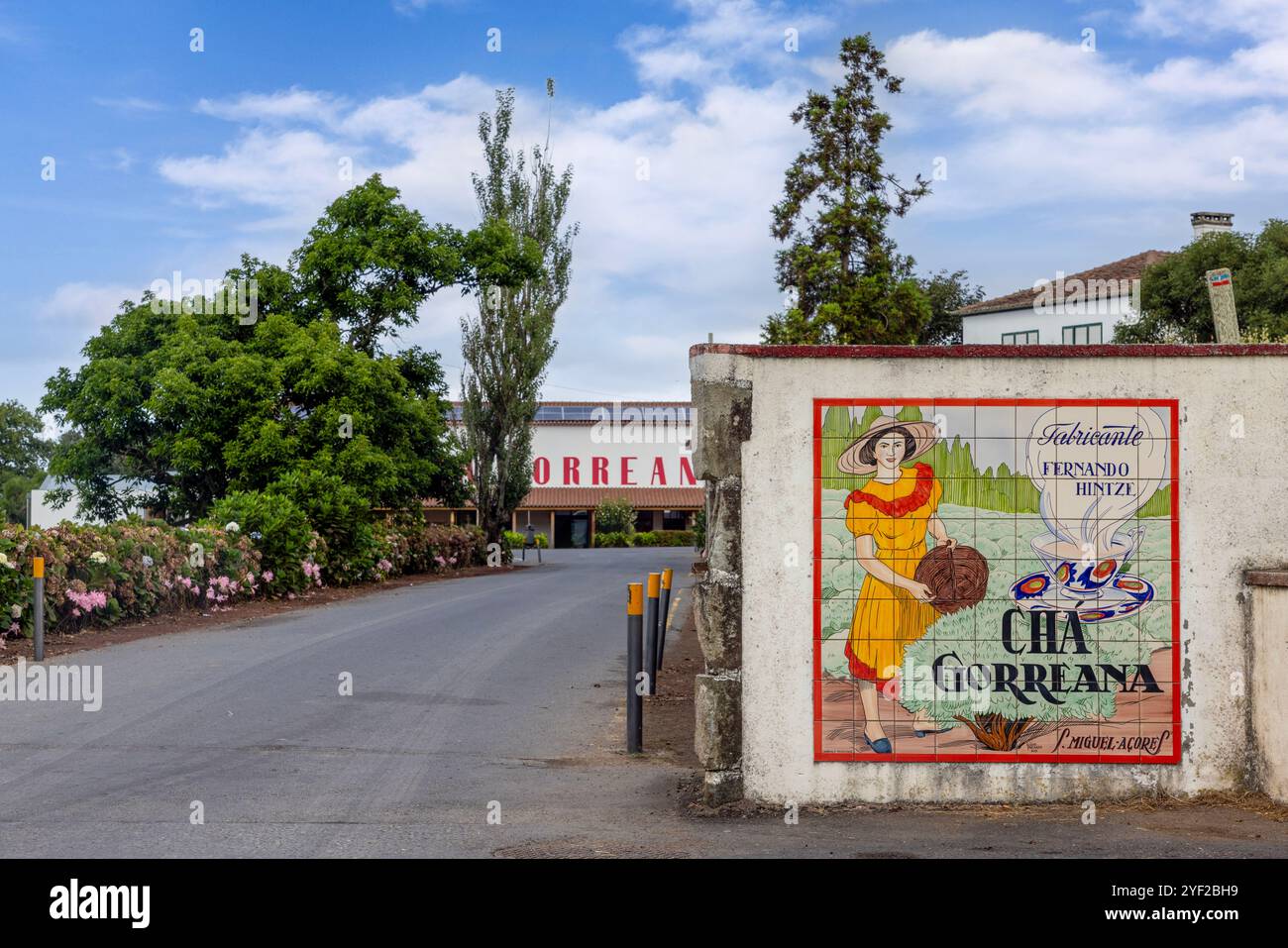 Gorreana ist ein Teeunternehmen mit Hauptsitz auf der Insel São Miguel auf den Azoren. Seit 1883 ist sie die älteste Teeplantage Europas. Stockfoto