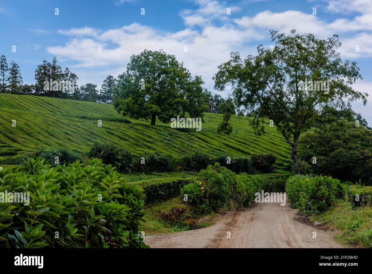 Gorreana ist ein Teeunternehmen mit Hauptsitz auf der Insel São Miguel auf den Azoren. Seit 1883 ist sie die älteste Teeplantage Europas. Stockfoto