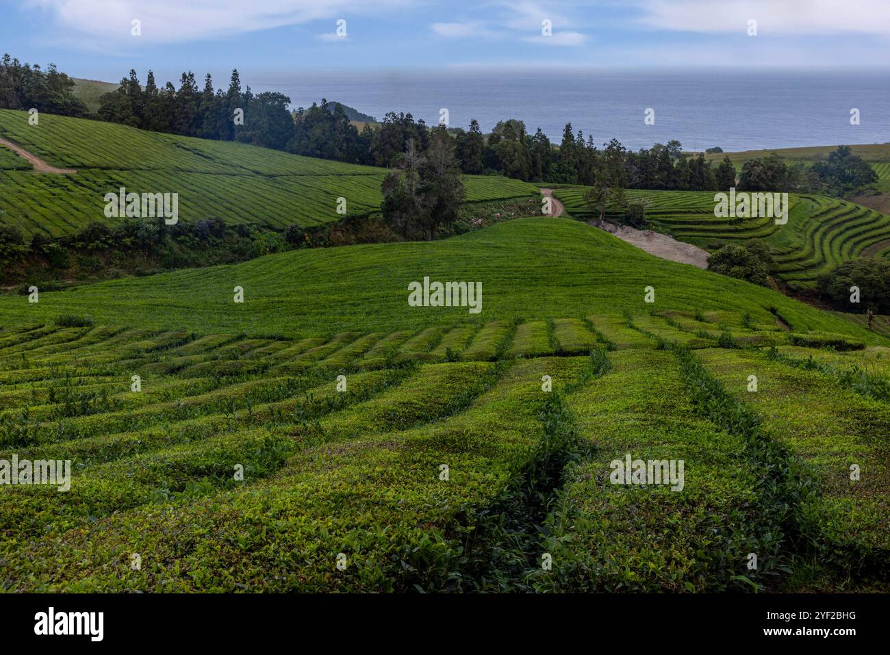 Gorreana ist ein Teeunternehmen mit Hauptsitz auf der Insel São Miguel auf den Azoren. Seit 1883 ist sie die älteste Teeplantage Europas. Stockfoto