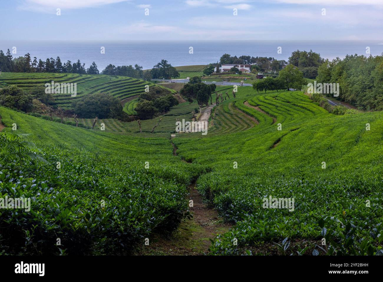 Gorreana ist ein Teeunternehmen mit Hauptsitz auf der Insel São Miguel auf den Azoren. Seit 1883 ist sie die älteste Teeplantage Europas. Stockfoto