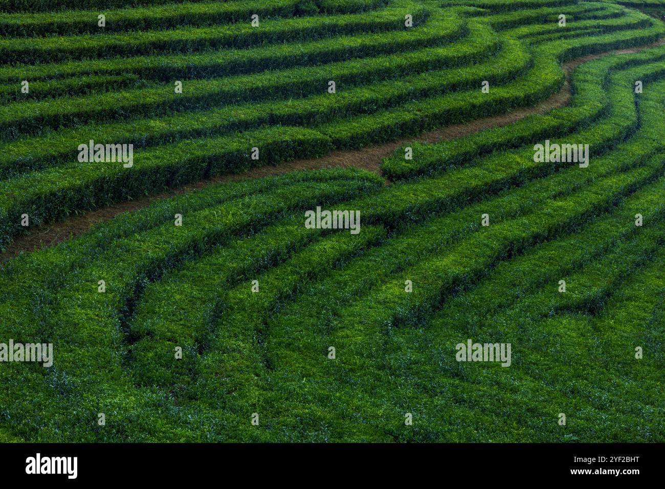Gorreana ist ein Teeunternehmen mit Hauptsitz auf der Insel São Miguel auf den Azoren. Seit 1883 ist sie die älteste Teeplantage Europas. Stockfoto