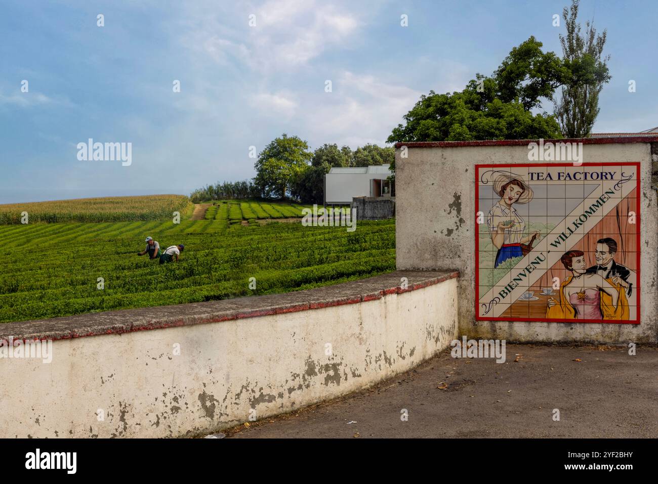 Gorreana ist ein Teeunternehmen mit Hauptsitz auf der Insel São Miguel auf den Azoren. Seit 1883 ist sie die älteste Teeplantage Europas. Stockfoto