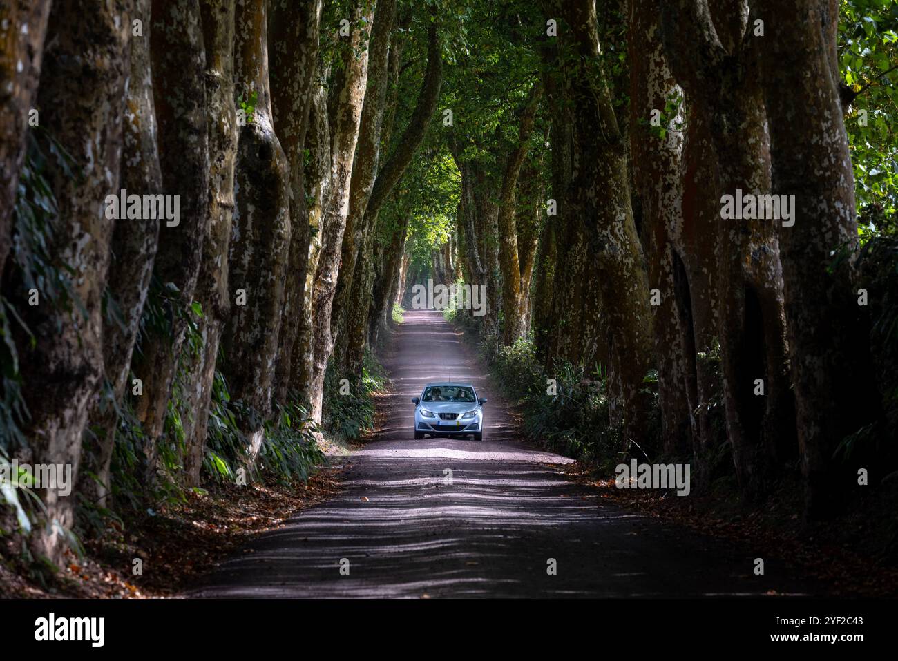 Alameda dos Platanos ist eine Feldstraße mit wunderschönen Platanen in Nossa Senhora dos Remédios, der Ostseite der Insel Sao Miguel auf den Azoren. Stockfoto